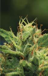 Humboldt Sour Diesel strain photo