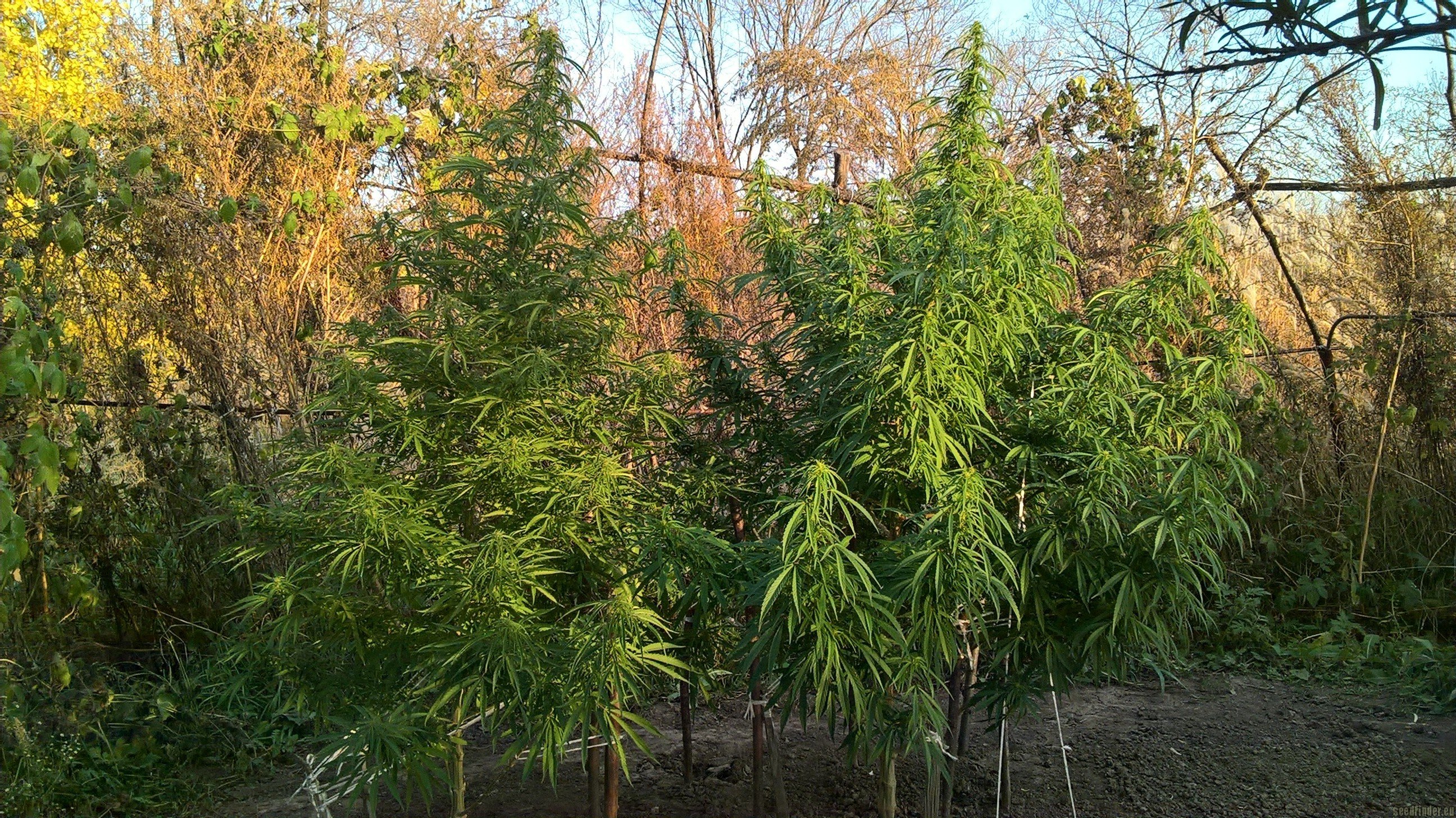 Neville's Haze strain photo