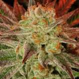 Colorado Chemdawg strain photo