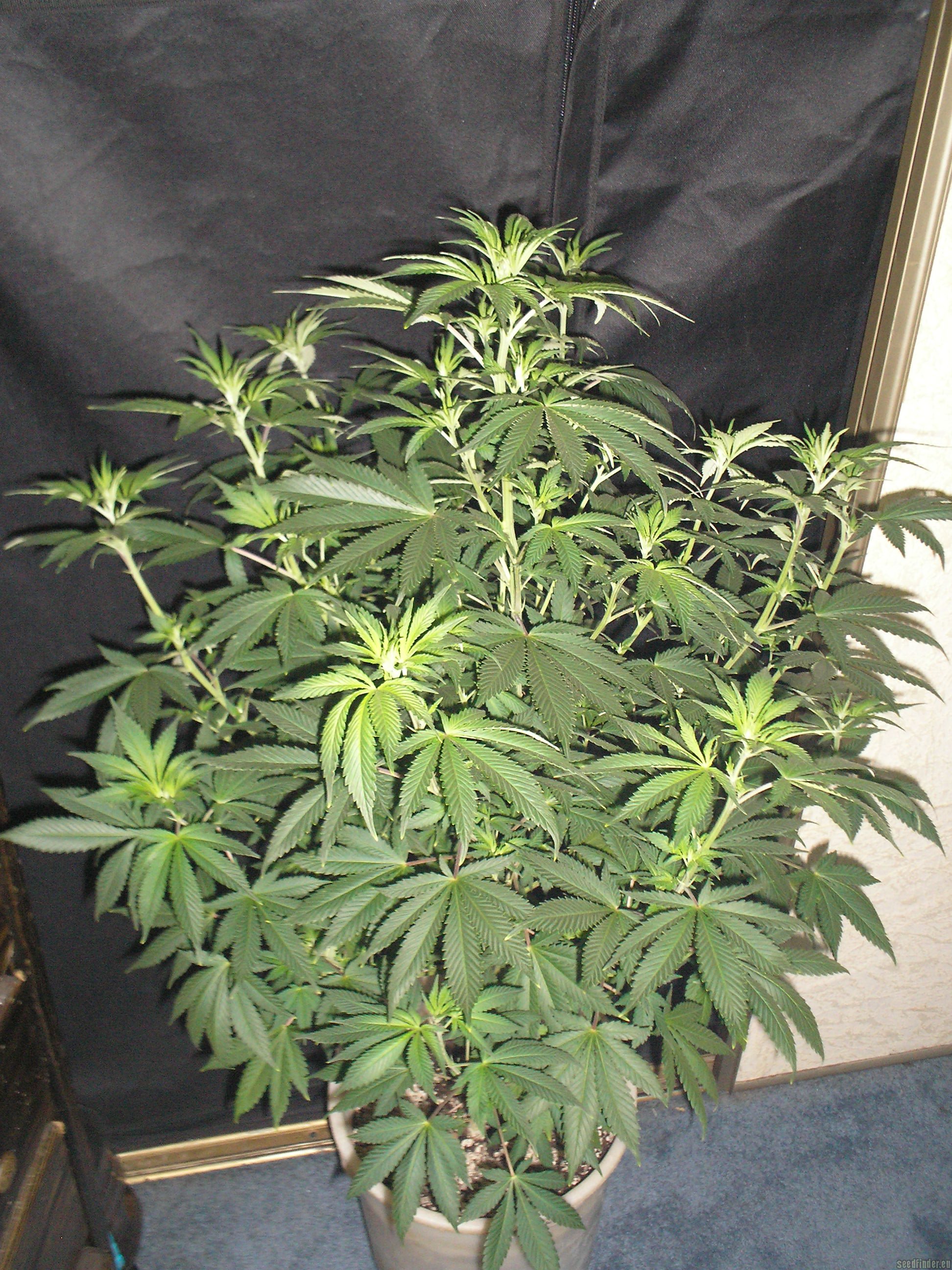 L.A. Ultra strain photo