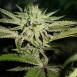 Chemhead OG strain photo