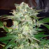 Afghan Skunk strain photo