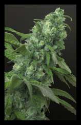 Digweed strain photo