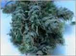 Cash Cropper strain photo