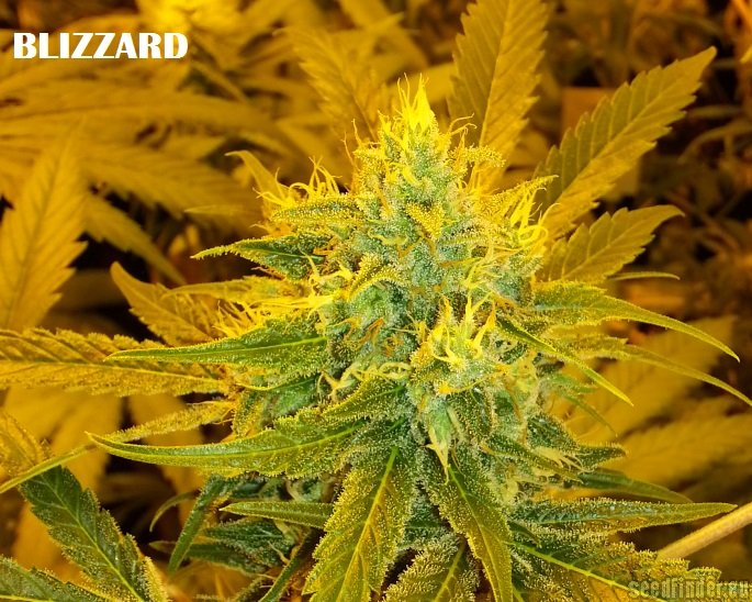 Seedmakers Seeds - Blizzard strain photo