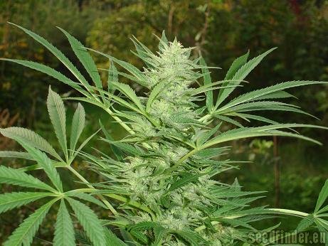 Lucky Queen strain photo