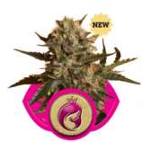 Royal Madre strain photo