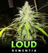 Dementia strain photo