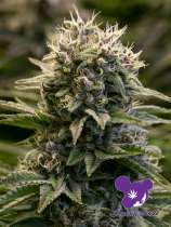 Fat Monkey Auto strain photo