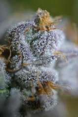 TGA Subcool Seeds - 9 Pound Hammer strain photo