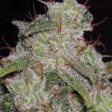 Northern Lights Autoflowering strain photo