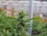 Avidekel strain photo