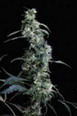 Arjan's Ultra Haze #2 strain photo
