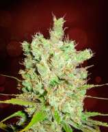 Royal Canadian Haze strain photo