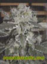 Uzbekistan strain photo