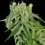 Banana Split strain photo