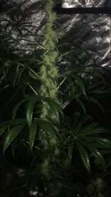 Santa Marta Colombian strain photo