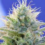 Auto Ghost OG strain photo