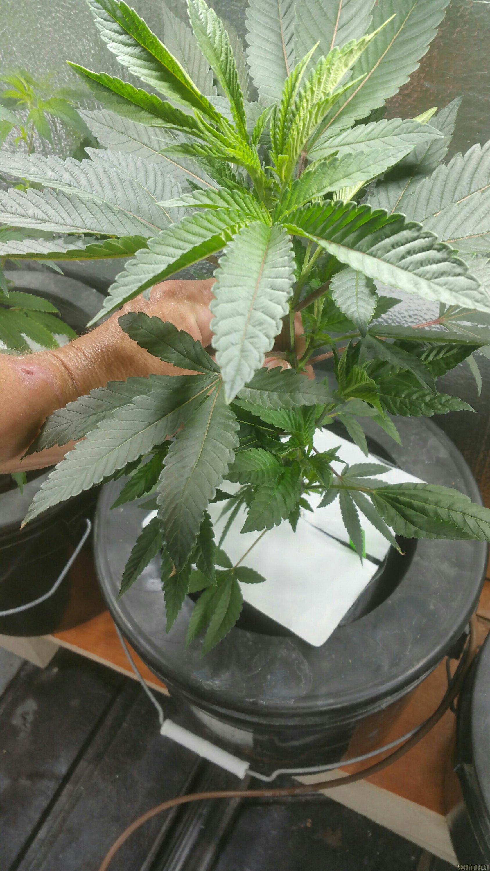 Master Yoda strain photo
