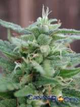 Leshaze strain photo