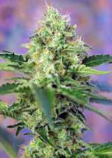 Sweet Seeds - Crystal Candy strain photo
