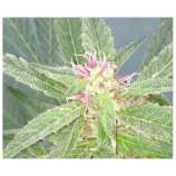 U - Pink Kush strain photo
