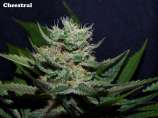 Underground Seeds Collective - Cheesetral strain photo