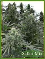 Safari Mix strain photo