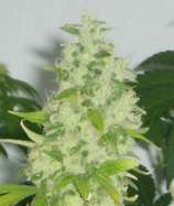 Kem G strain photo