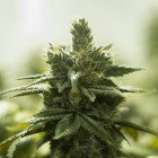 Turquoise Jeep strain photo