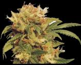 420 strain photo
