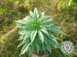 Soma Seeds - Somalicious strain photo