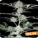 Auto Hashplant XXL strain photo