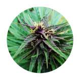 Tao Purple strain photo