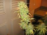 (CD x C-99) x Purpurea F-2 strain photo