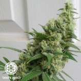 Bingo Pajama strain photo