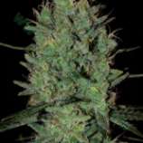 Amnesia Haze strain photo