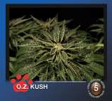 O.Z. Kush strain photo