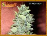 Dr. Krippling Seeds - Bubba-Yum strain photo