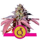 Purple Queen strain photo