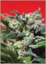 Ganesh Spirit strain photo