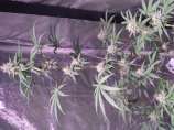 Trinity strain photo