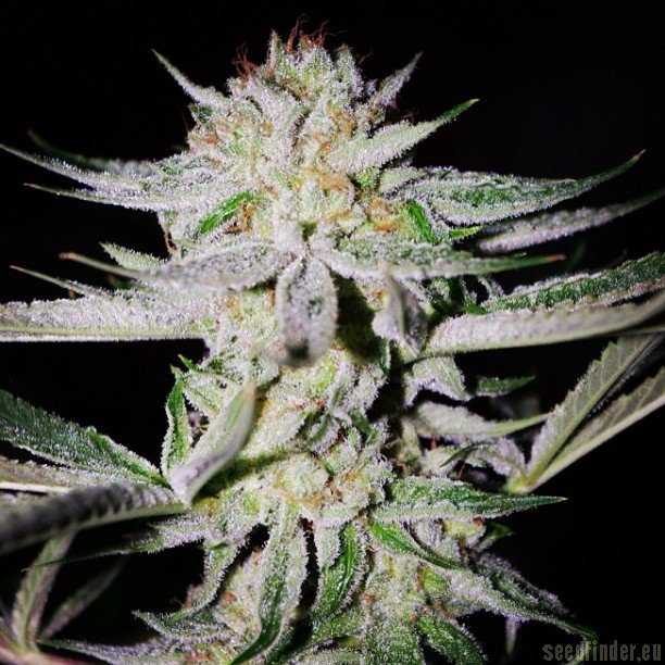 NightFire OG strain photo