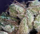 Chem Trail strain photo