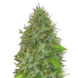 2 Fast 2 Vast strain photo