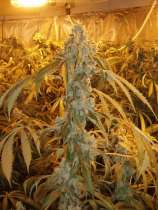 Orange Haze strain photo