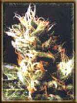 White Widow strain photo