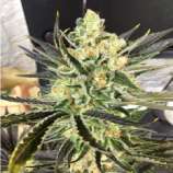 Blood Orange strain photo