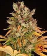 GMO strain photo