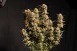 Thunder Banana strain photo